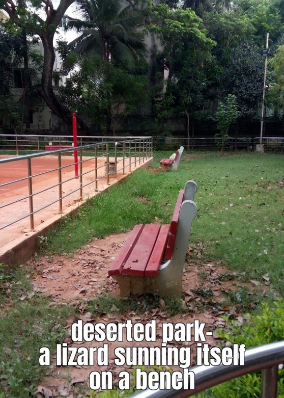 Photo and haiku: Vidya S Venkatramani